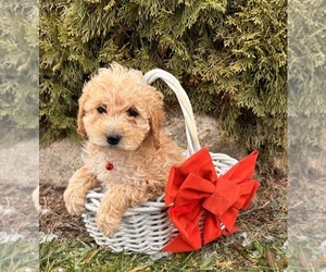 Cockapoo (Miniature) Puppy for sale in MIDDLEBURY, IN, USA
