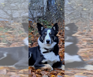 Father of the Border Collie puppies born on 09/16/2025