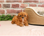Small #4 Cavalier King Charles Spaniel