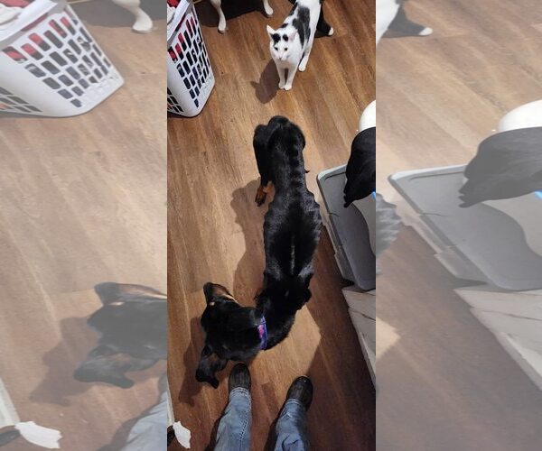 Medium Photo #7 Doberman Pinscher-German Shepherd Dog Mix Puppy For Sale in Aurora, OH, USA