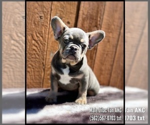 French Bulldog Puppy for sale in OJAI, CA, USA