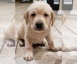 Small #4 Labrador Retriever