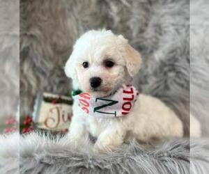 Bichon Frise Puppy for sale in ORO VALLEY, AZ, USA