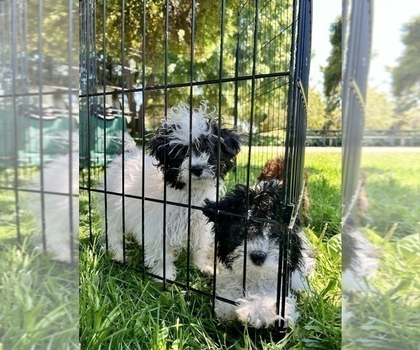 Medium Photo #2 Poodle (Toy) Puppy For Sale in HAYWARD, CA, USA