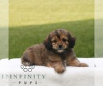 Small #2 ShihPoo