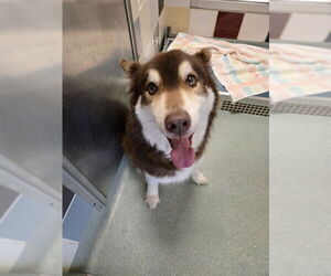 Border Collie-Siberian Husky Mix Dogs for adoption in Plano, TX, USA