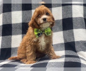 Cavapoo Puppy for sale in LAKELAND, FL, USA
