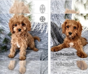 Cavapoo Puppy for Sale in COLBY, Wisconsin USA