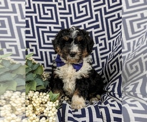 Bernedoodle (Miniature) Puppy for sale in GLEN ROCK, PA, USA
