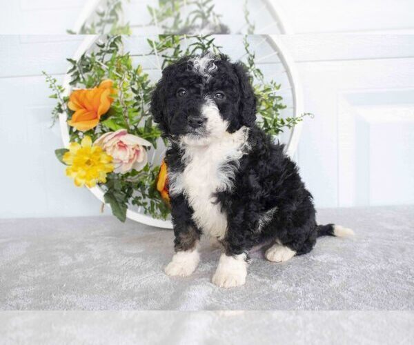 Medium Photo #2 Bernedoodle (Miniature) Puppy For Sale in NEWCOMERSTOWN, OH, USA