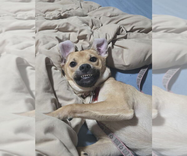 Medium Photo #6 Chihuahua-Unknown Mix Puppy For Sale in Springdale, PA, USA