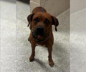 Redbone Coonhound-Unknown Mix Dogs for adoption in Conroe, TX, USA