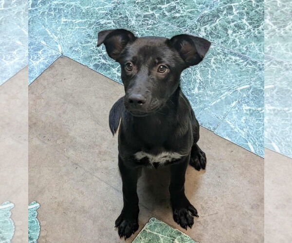 Medium Photo #3 Mutt Puppy For Sale in Anniston, AL, USA