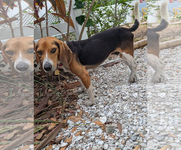 Medium Photo #10 Beagle Puppy For Sale in Dunnellon, FL, USA