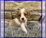 Small Photo #5 Cavapoo Puppy For Sale in EL RENO, OK, USA