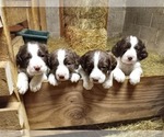 Small Photo #16 English Springer Spaniel Puppy For Sale in LEWISBERRY, PA, USA