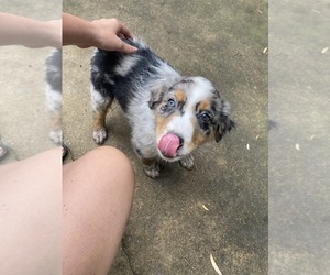 Australian Shepherd Puppy for sale in OREGON, IL, USA