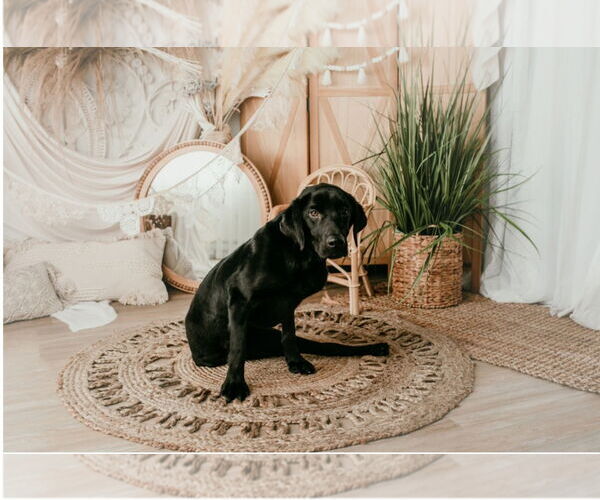 Medium Photo #13 Labrador Retriever Puppy For Sale in Brooklyn Center, MN, USA