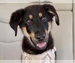 GROVER - Male German Shepherd Dog-Unknown Mix Dog for Adoption - Small photo