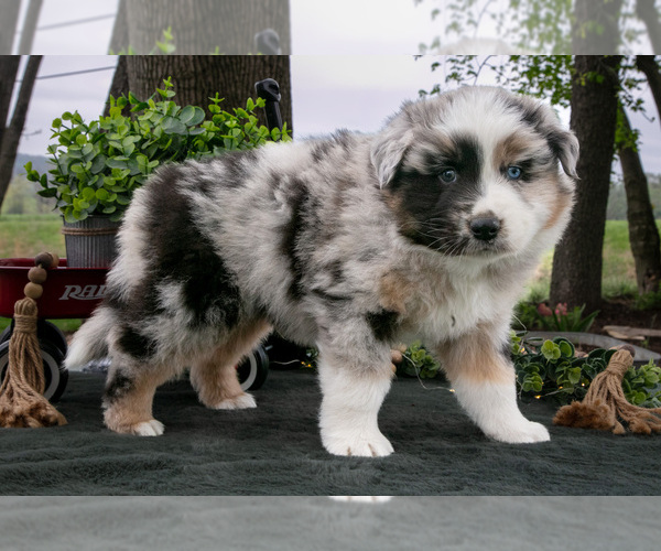 Medium Photo #1 Miniature Australian Shepherd Puppy For Sale in CHRISTIANA, PA, USA