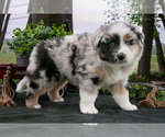Image preview for Ad Listing. Nickname: Litter of 7