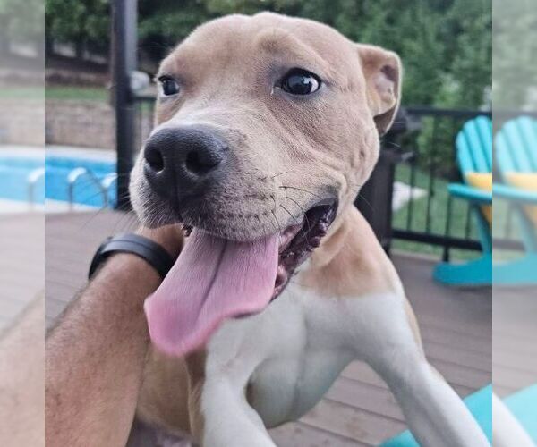 Medium Photo #1 Mutt Puppy For Sale in columbia, SC, USA