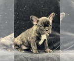 Small Photo #4 French Bulldog Puppy For Sale in CHESAPEAKE, VA, USA