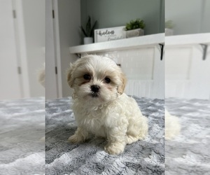 Mal-Shi Puppy for sale in INDIANAPOLIS, IN, USA