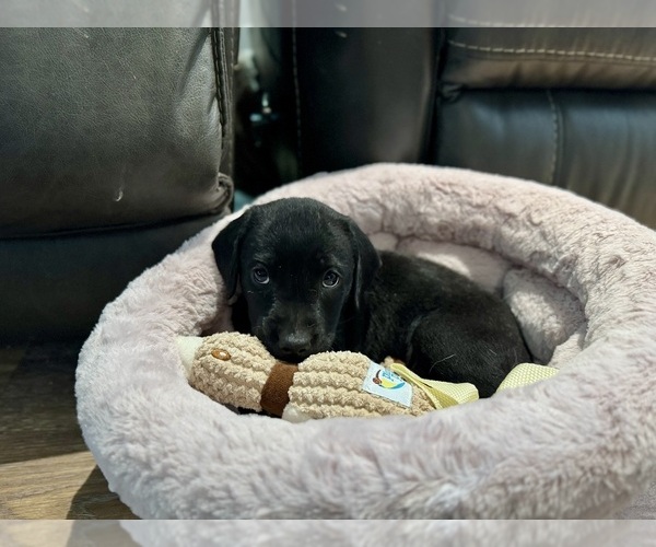 Medium Photo #4 Labrador Retriever Puppy For Sale in LEWISTON, ID, USA
