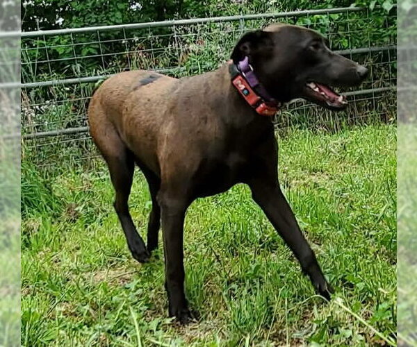 Medium Photo #4 Doberman Pinscher-Labrador Retriever Mix Puppy For Sale in Fresno, CA, USA