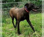 Small #3 Doberman Pinscher-Labrador Retriever Mix