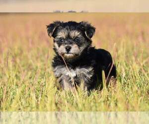 Fourche Terrier Puppy for sale in BATTLEBORO, NC, USA