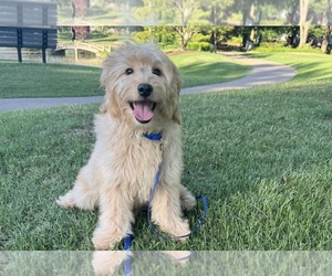 Goldendoodle (Miniature) Puppy for sale in OLIVE BRANCH, MS, USA