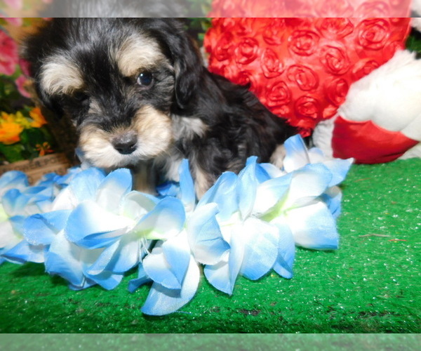 Medium Photo #8 Havanese Puppy For Sale in HAMMOND, IN, USA