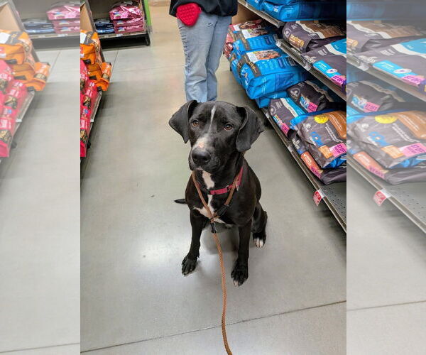 Medium Photo #1 Mutt Puppy For Sale in Rustburg, VA, USA