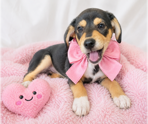 Beagle-Unknown Mix Dogs for adoption in Mt. Laurel, NJ, USA