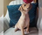Small #5 Carolina Dog-Miniature Australian Shepherd Mix