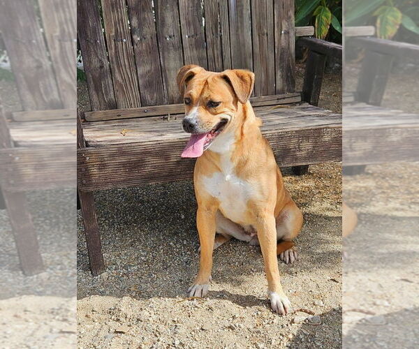 Medium Photo #1 Labrador Retriever-Unknown Mix Puppy For Sale in Lake Forest, CA, USA