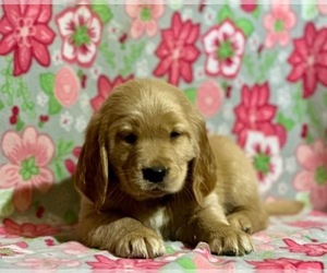 Golden Retriever Puppy for sale in LANCASTER, PA, USA