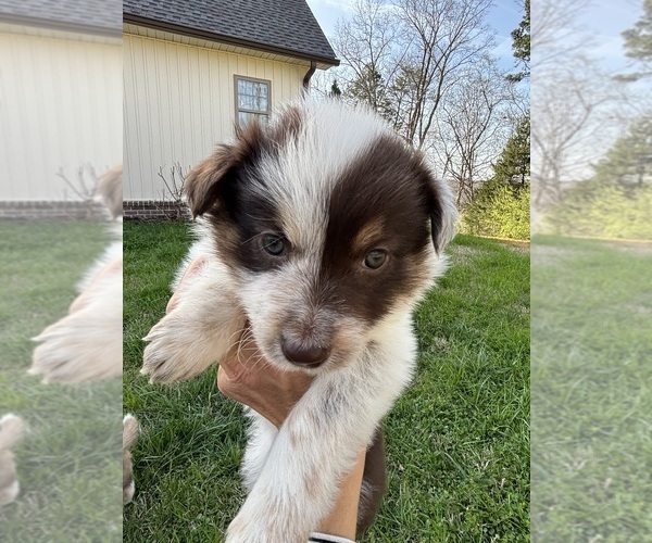 Medium Photo #20 Border Collie Puppy For Sale in MARYVILLE, TN, USA