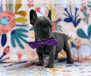 French Bulldog Puppy for sale in LANCASTER, PA, USA