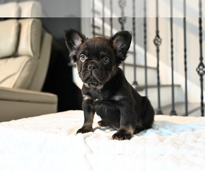 Medium French Bulldog