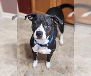 American Pit Bull Terrier-American Staffordshire Terrier Mix Dogs for adoption in Caribou, ME, USA