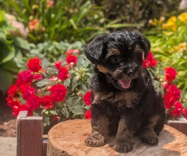 Medium Photo #29 Yorkipoo Puppy For Sale in GOSHEN, IN, USA