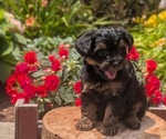 Small Photo #29 Yorkipoo Puppy For Sale in GOSHEN, IN, USA