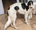 Small Photo #1 Borzoi Puppy For Sale in FULTON, NY, USA