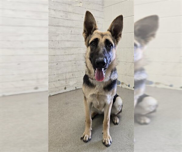 Medium Photo #1 German Shepherd Dog Puppy For Sale in San Bernardino, CA, USA