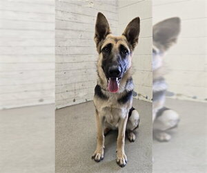 German Shepherd Dog Dogs for adoption in San Bernardino, CA, USA