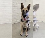 LINDA - Female German Shepherd Dog Dog for Adoption - Small photo