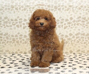 Cavapoo Puppy for sale in DENVER, PA, USA